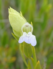 Monechma genistifolium image