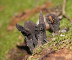 Xylaria castorea