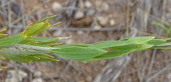 Monechma genistifolium image