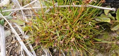 Juncus antarcticus