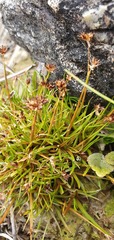 Juncus antarcticus