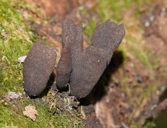 Xylaria castorea