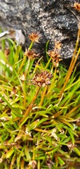 Juncus antarcticus
