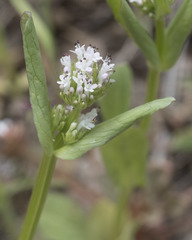 Plectritis macrocera