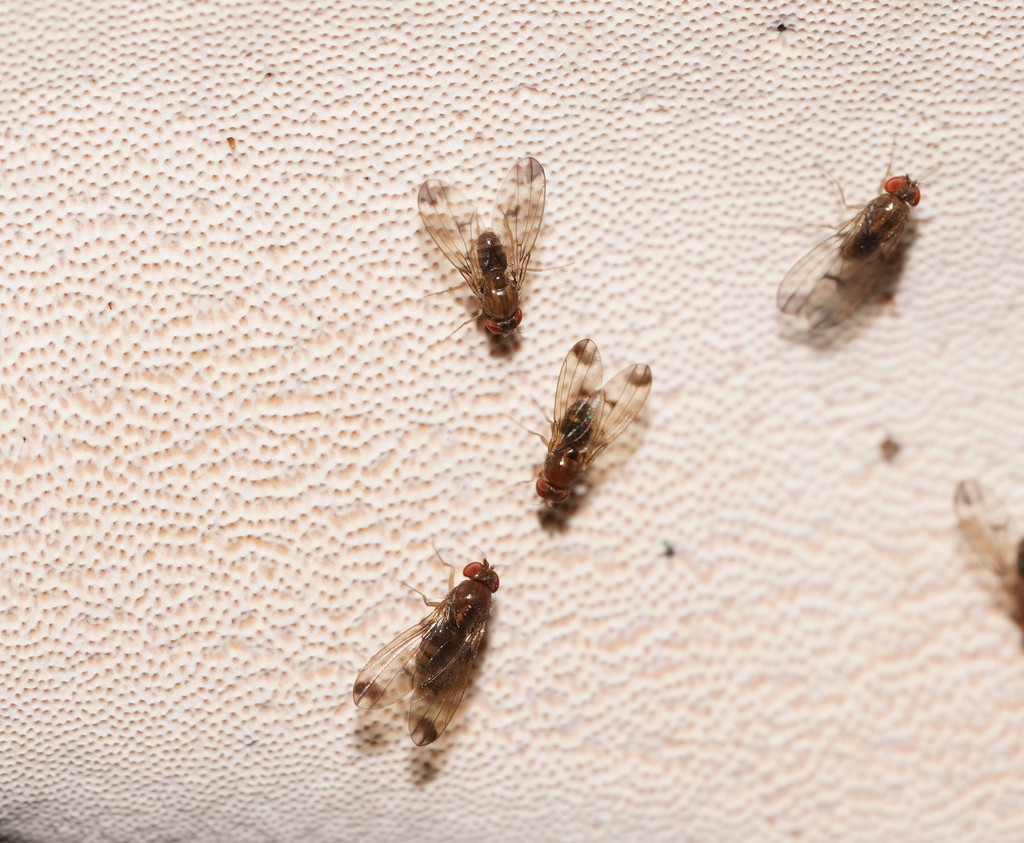 Hirtodrosophila polypori