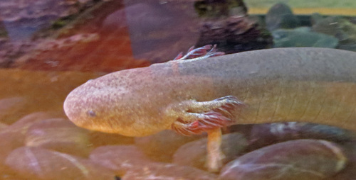 Western Lesser Siren
