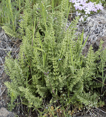 Woodsia oregana