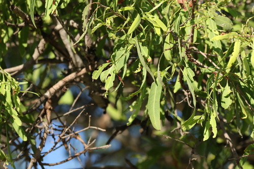 Image of Alectryon oleifolius by (c) Greg Tasney, some rights reserved (CC BY-SA)
