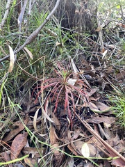 Dracophyllum secundum