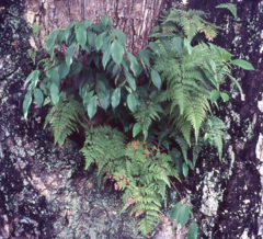 Davallia denticulata