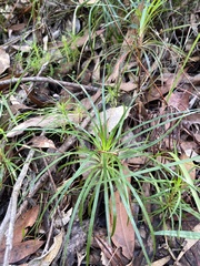 Dracophyllum secundum