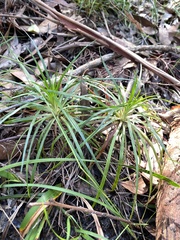 Dracophyllum secundum