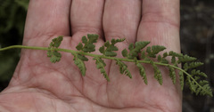 Woodsia oregana