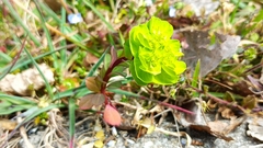 Euphorbia verrucosa