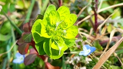 Euphorbia verrucosa