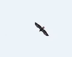Aquila chrysaetos kamtschatica