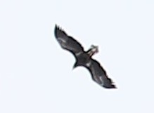 Aquila chrysaetos kamtschatica