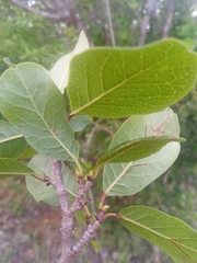 Baudouinia fluggeiformis