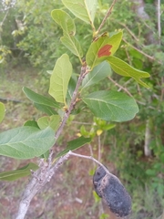 Baudouinia fluggeiformis