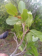 Baudouinia fluggeiformis
