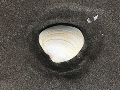 Spisula sachalinensis