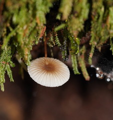 Mycena carmeliana