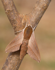 Theretra alecto