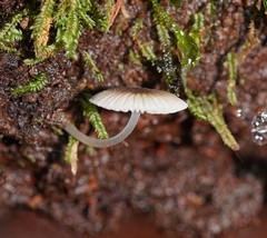 Mycena carmeliana