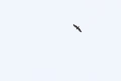 Aquila chrysaetos kamtschatica