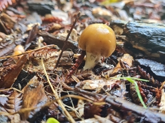 Psilocybe