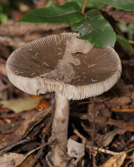 Amanita cheelii