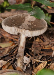 Amanita cheelii