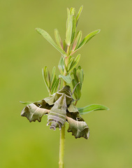 Proserpinus proserpina