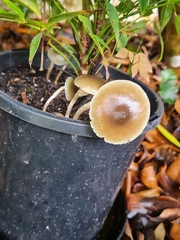 Psilocybe angulospora