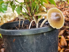 Psilocybe angulospora