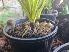 Psilocybe angulospora