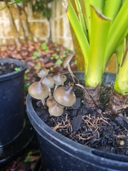 Psilocybe angulospora