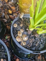 Psilocybe angulospora