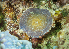 Marginopora vertebralis