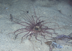 Isarachnanthus