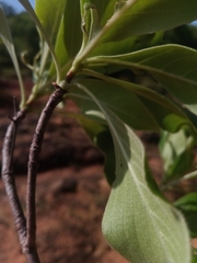 Psychotria antakaranensis image