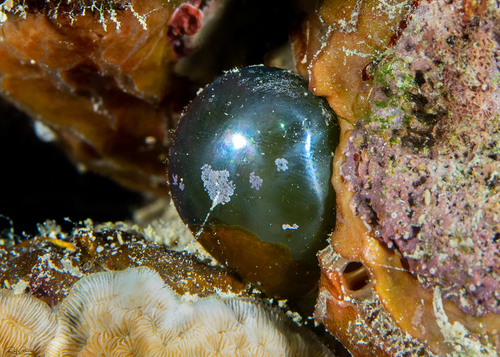 Representative image of Plantae