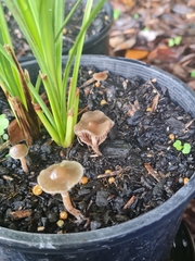 Psilocybe