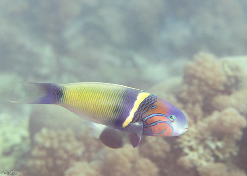 Goldbar Wrasse