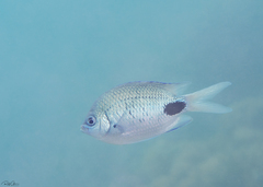 Abudefduf sparoides
