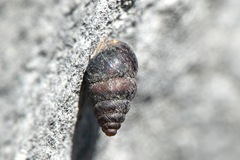 Chondrina spelta