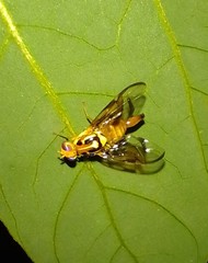 Anastrepha striata