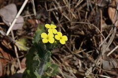 Biscutella cichoriifolia