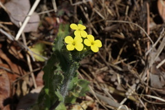 Biscutella cichoriifolia