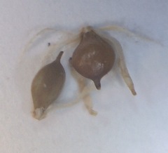 Schoenoplectus scirpoides